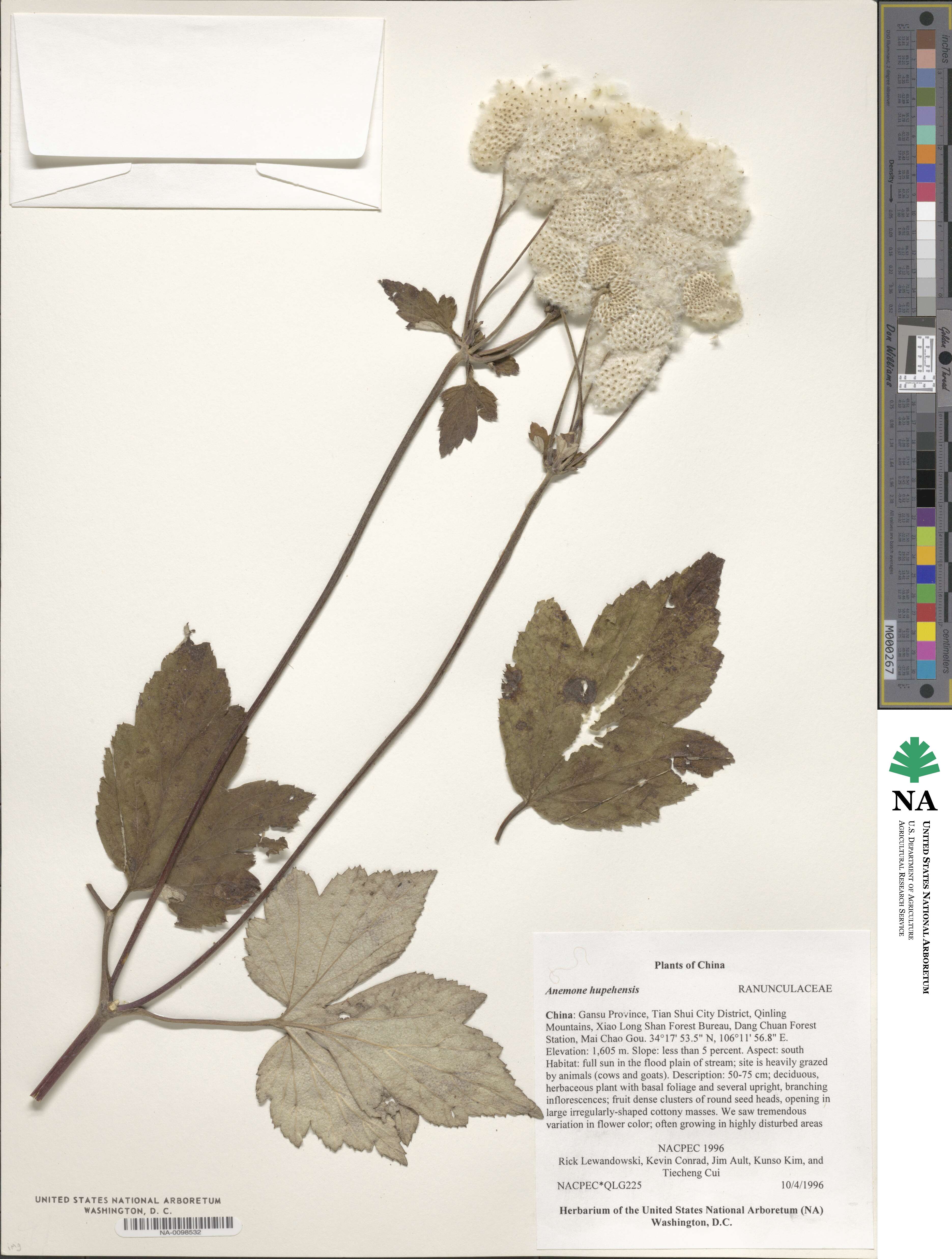 Eriocapitella hupehensis image