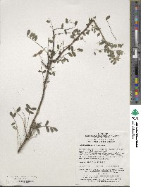 Sophora davidii image