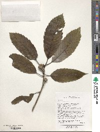 Quercus engleriana image