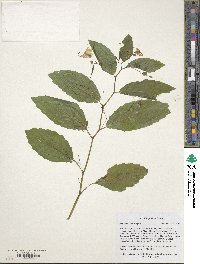 Impatiens noli-tangere image