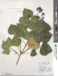 Hedera hibernica image