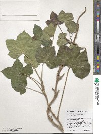 Hedera hibernica image