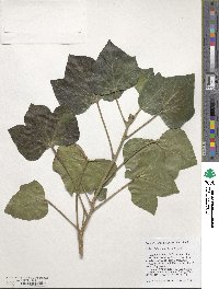 Hedera hibernica image