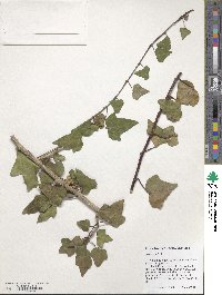 Hedera helix image