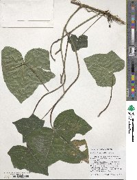 Hedera hibernica image