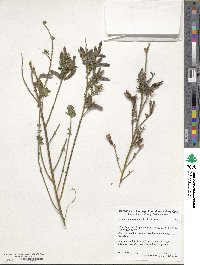 Genista monspessulana image