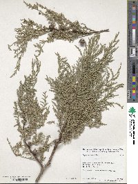 Cupressus funebris image