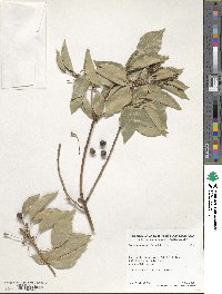 Cinnamomum camphora image