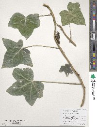 Hedera hibernica image