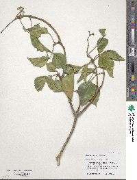 Hedera hibernica image