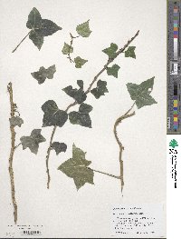 Hedera hibernica image