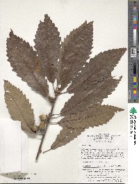 Quercus serrata image