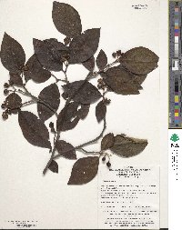 Cotoneaster multiflorus image