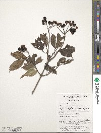 Viburnum sargentii image