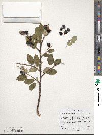 Prunus virginiana image