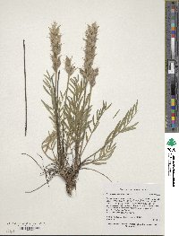 Oxytropis lambertii image