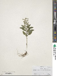 Scutellaria integrifolia image