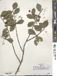 Ilex opaca image