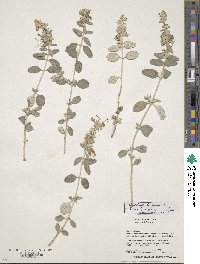 Image of Teucrium fruticans