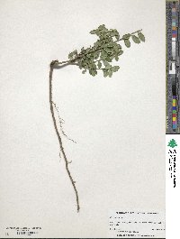 Ilex crenata image