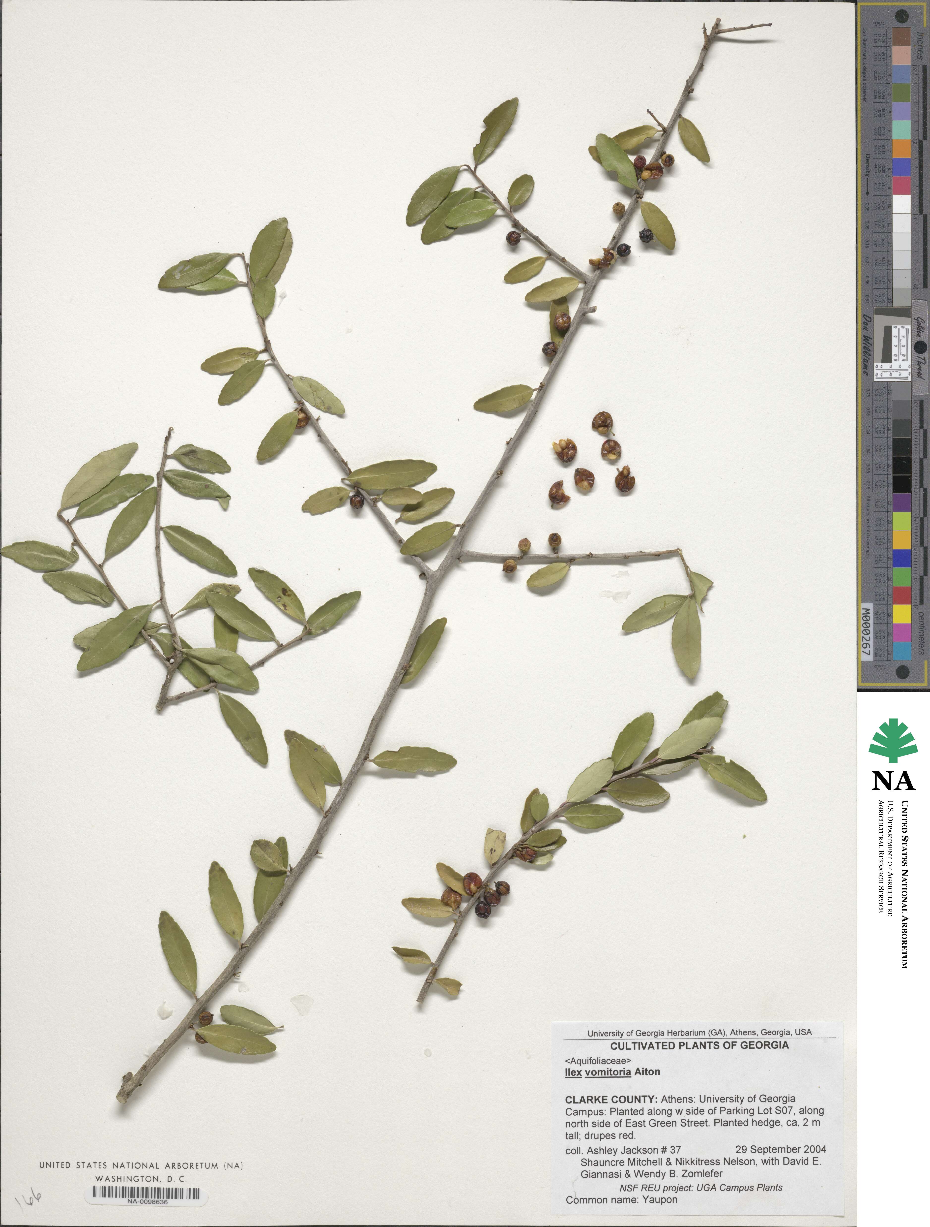 Ilex vomitoria image