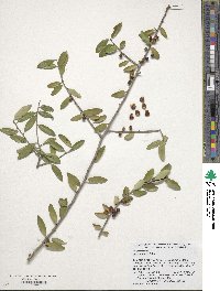 Ilex vomitoria image