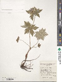 Geranium erianthum image