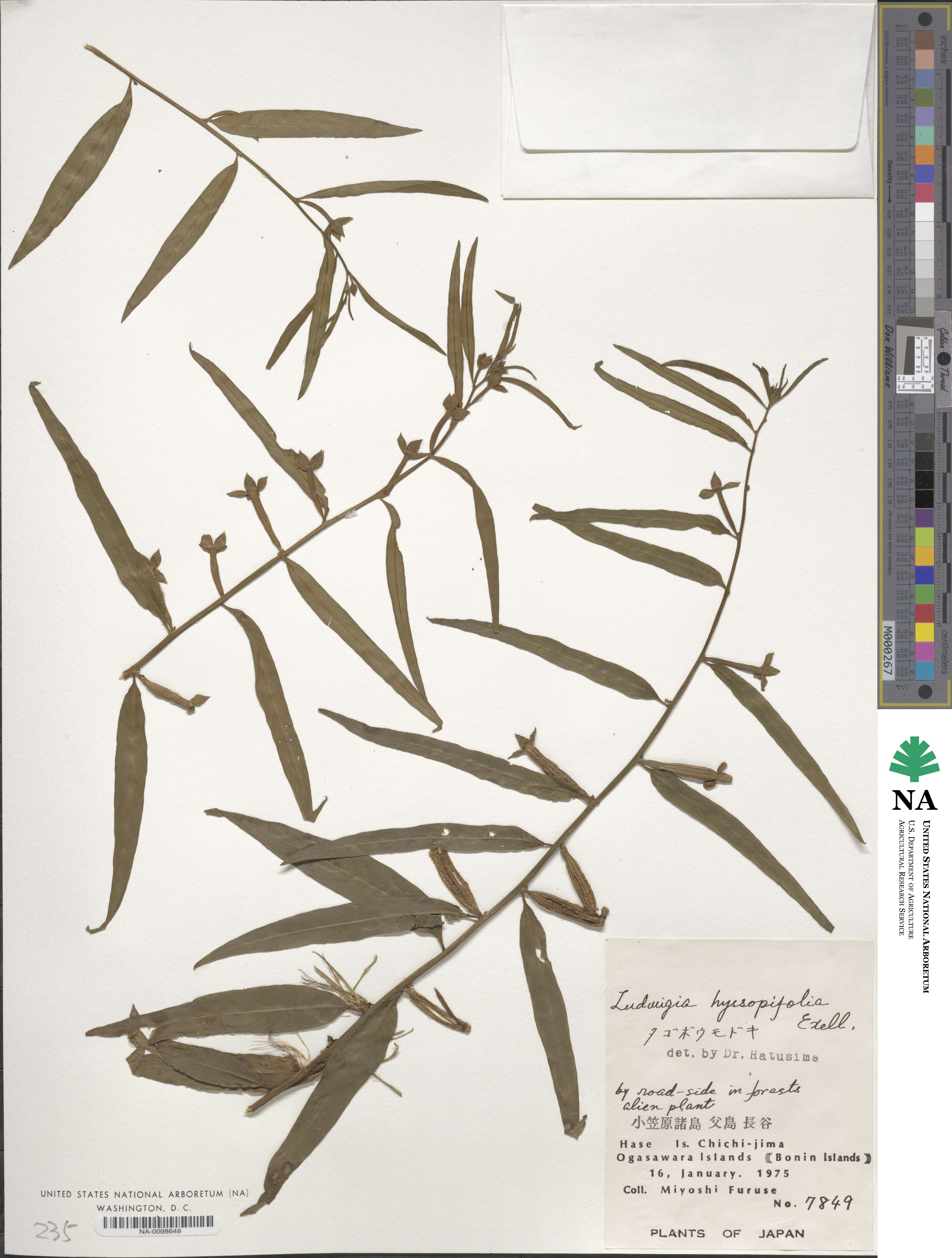 Ludwigia hyssopifolia image