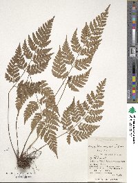 Dryopteris ×subexaltata image