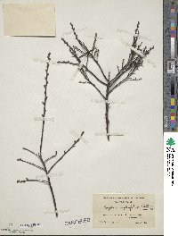 Comptonia peregrina var. asplenifolia image