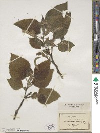 Broussonetia papyrifera image