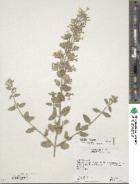 Nepeta cataria image