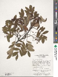 Sorbus hupehensis image