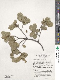 Quercus crassifolia image