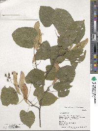 Tilia paucicostata image