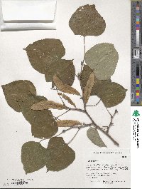 Tilia chinensis image