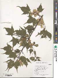 Acer maximowiczii image