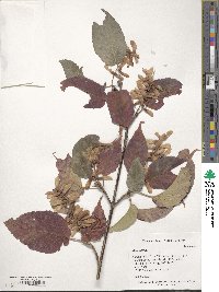 Acer davidii image