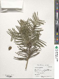 Cephalotaxus sinensis image