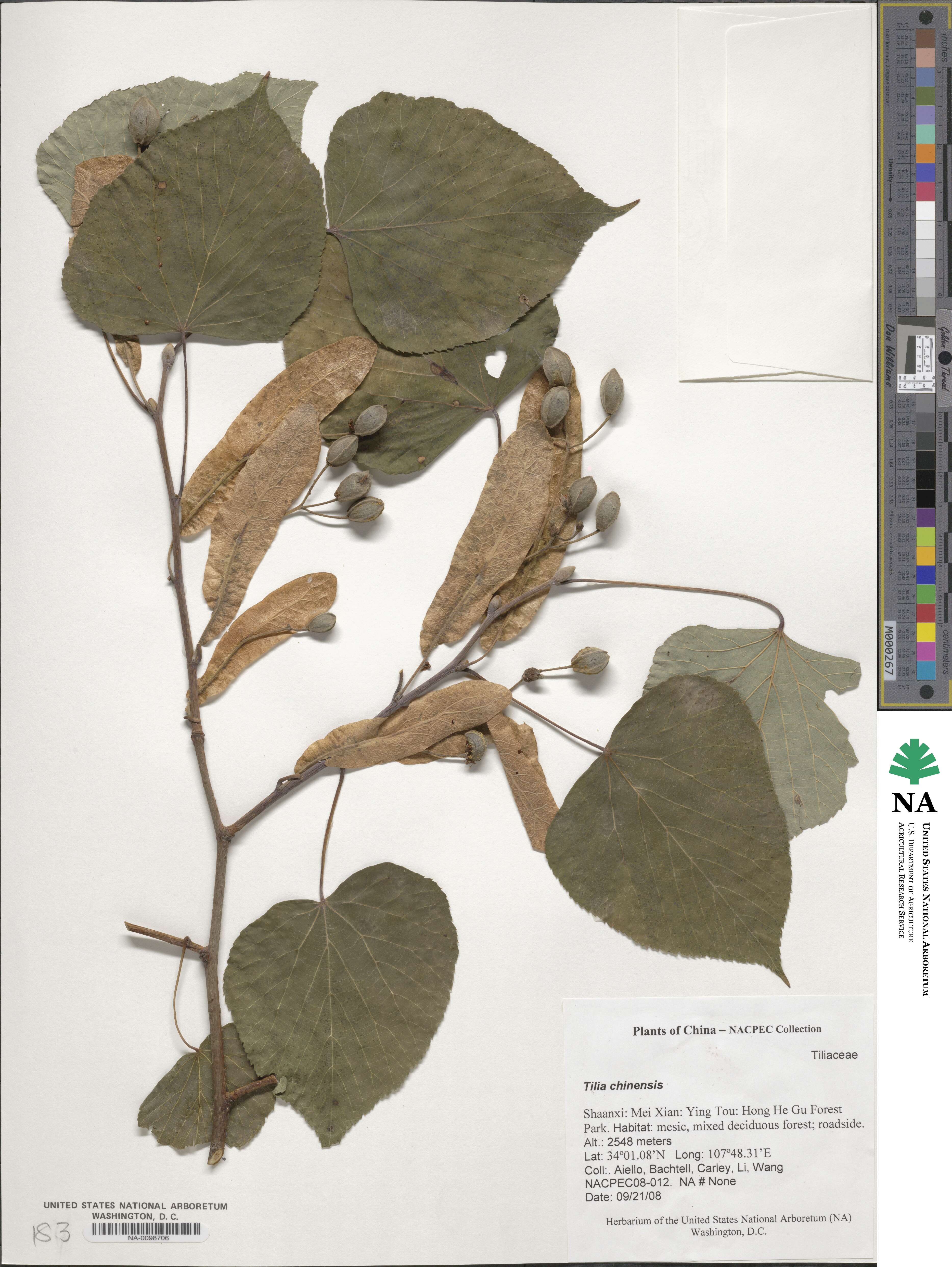 Tilia chinensis image