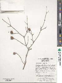 Tsuga chinensis image