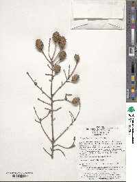 Tsuga chinensis image