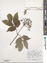 Sambucus racemosa image