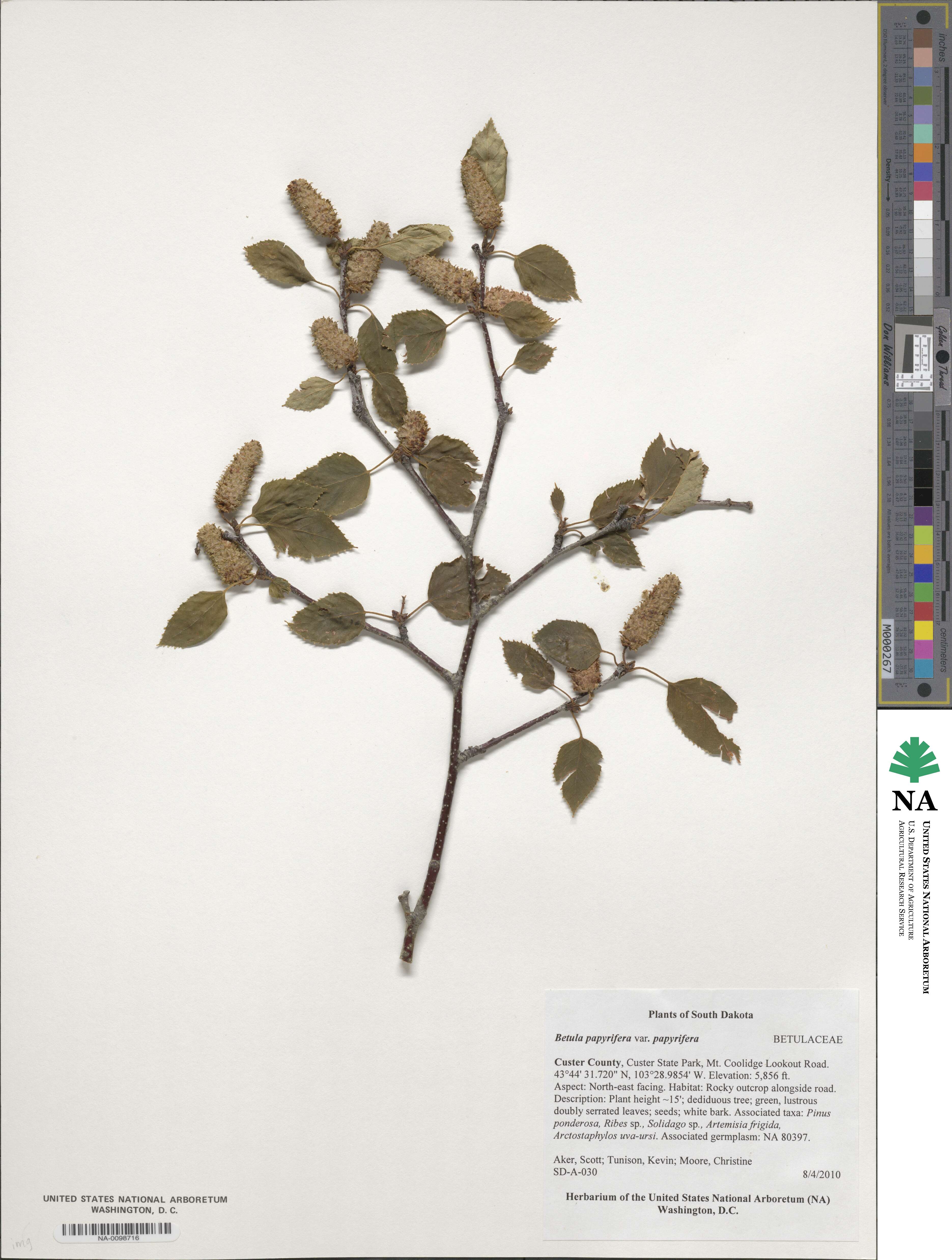 Betula papyrifera image