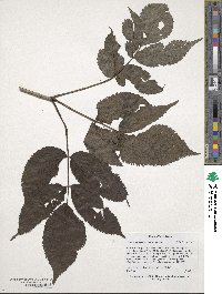 Sambucus racemosa subsp. racemosa image