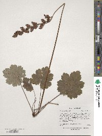 Heuchera richardsonii image