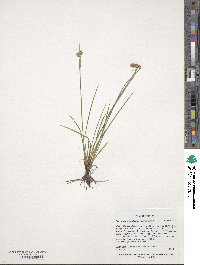 Sisyrinchium montanum image