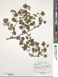 Image of Physocarpus monogynus