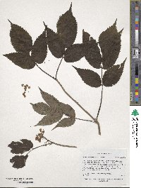 Sambucus racemosa subsp. racemosa image