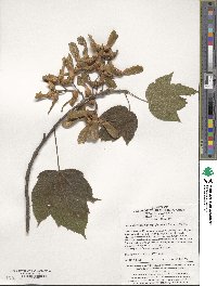 Acer sterculiaceum subsp. franchetii image